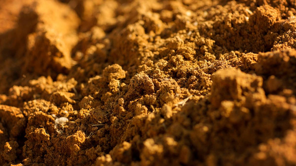 How Does the Cost of Feeding Distillers Grains Compare to Corn? Drovers